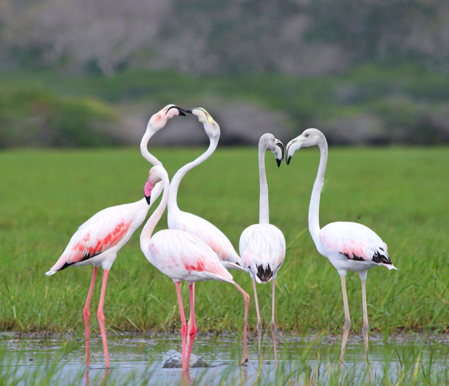 Yala National Park